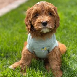 Goldendoodle Puppies from Golden Haven Puppies