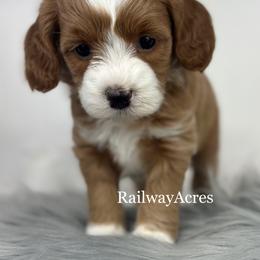 Bo Peep - Apricot female Goldendoodle puppy in Milford, Indiana from Railway Acres Kennel