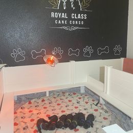 Cane Corso Puppies from Royal Class Kennels