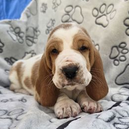 Skiff - Red and white female Basset Hound puppy in Big Rapids, Michigan from Basket Hound Bassets