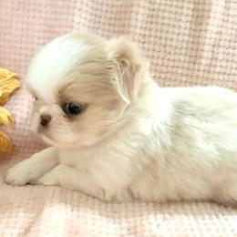 Buttercup - Lemon and white female Japanese Chin puppy in Davisville, Missouri from Uniquely Yours, Shelly’s Japanese Chins