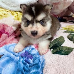 Boy 1 - Black and white male Pomsky puppy in Bolton, Connecticut from Elle Pomsky