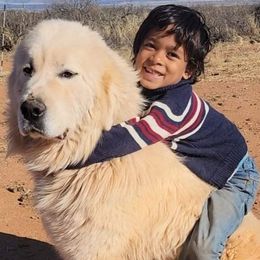 Blue - Great Pyrenees