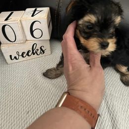 Male 2 - Black and tan male Yorkshire Terrier puppy in Mobile, Alabama from Southern Elite Yorkies