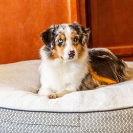 Miniature American Shepherd puppies from King's Miniature American Shepherds