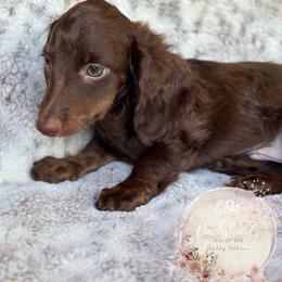 Dachshund Puppies from CSW Dachshunds