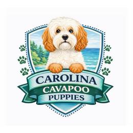 Cavapoo puppies from Carolina Cavapoos