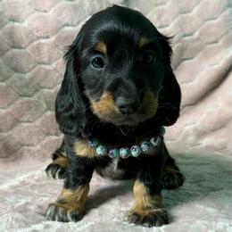 Becca - Black and tan female Dachshund puppy in Lincoln, Arkansas from Red Dirt Dachshunds