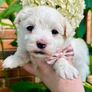 Jasper - White male Mal-Shi puppy in Morehead, Kentucky from Paw Perfect Pets