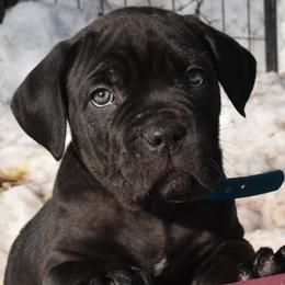 Cane Corso Puppies from Willow Creek Cane Corsos