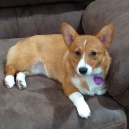 Abby - Pembroke Welsh Corgi