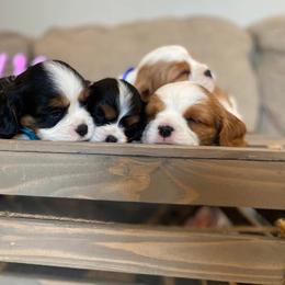 Cavalier King Charles Spaniel Puppies from SHANNON'S CAVALIERS