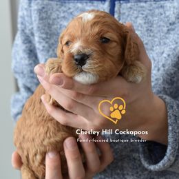 Cockapoo Puppies from Chesley Hill Cockapoos