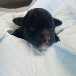 Ebony - Black female Poodle puppy in Ivins, Utah from Pearson's Poodles
