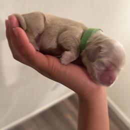 Green - Buff male Cocker Spaniel puppy in Corcoran, California from Finest cocker spaniel