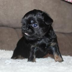 Girls - Black and tan female Brussels Griffon puppy in Huntsville, Alabama from Tammy's Brussels