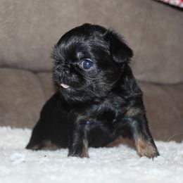 Girls - Black and tan female Brussels Griffon puppy in Huntsville, Alabama from Tammy's Brussels