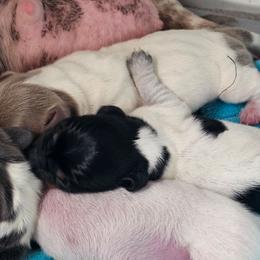 Tbd - Piebald male Dachshund puppy in Herald, California from Bluegum Dachshunds