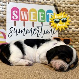 Saltwater Taffy (purple collar) - Black brown and white female Basset Hound puppy in Edmonton, Kentucky from RiverBottom Bassets