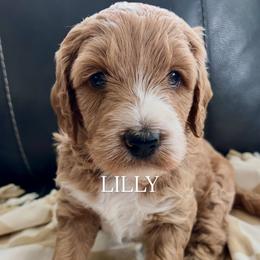 Lilly - female Golden Mountain Doodle puppy in Grand Junction, Colorado from Belles Golden Mountain Doodles