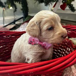 Roo - Cream male Goldendoodle puppy in Camden, North Carolina from Oopsie Doodles of NC