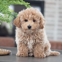 Maltipoo, Shichon, and Shihpoo Puppies from Timbercreek Puppies