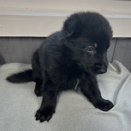 Packs - Black male German Shepherd puppy in Sharon Grove, Kentucky from Julie’s Shepherds