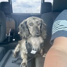 Maverick - Dachshund