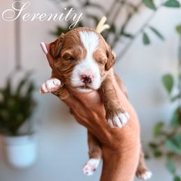 Yellow collar - Apricot female Goldendoodle puppy in Corona, California from West Coast Goldendoodles