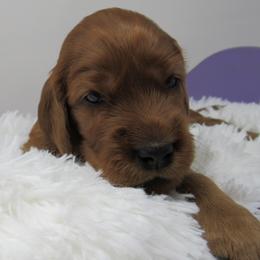 Girl 1 - Mahogany female Irish Setter puppy in Carriere, Mississippi from Lakeside Irish Setters