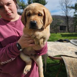 Labrador Retriever Puppies from Wag More English Labradors