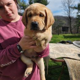 Labrador Retriever Puppies from Wag More English Labradors