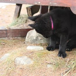 German Shepherd Puppies from Thornock Shepherds