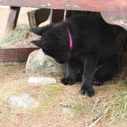 German Shepherd Puppies from Thornock Shepherds