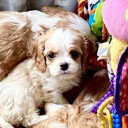 Cavalier King Charles Spaniel Puppies from Bella Fleur Cavaliers