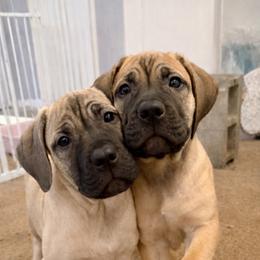 Pink Collar Girl - Fawn female Boerboel puppy in Warren, Michigan from BoHo Boerboels