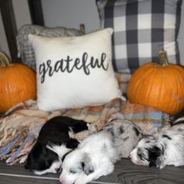 Miniature Australian Shepherd Puppies from B my Sunshines Mini Aussies