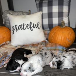 Miniature Australian Shepherd Puppies from B my Sunshines Mini Aussies