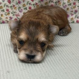 Boy - Gold male Morkie puppy in Monticello, Iowa from Ashley’s Puppies