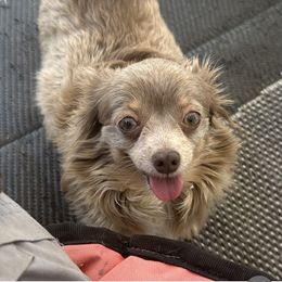 Lavender - Chihuahua