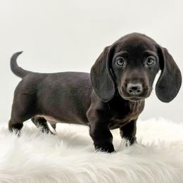 Mars - Black male Dachshund puppy in Litchfield, Illinois from Charmm Dachshunds