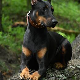 Zeus - Black and rust male Doberman Pinscher puppy in Overton, Texas from Obsidian Kennel