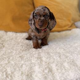 Jack Jack - Dapple male Dachshund puppy in Calexico, California from The house of Dachshund