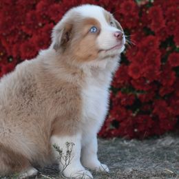 Houston - Red merle Miniature Australian Shepherd puppy in Redfield, Kansas from CY Ranch Aussies