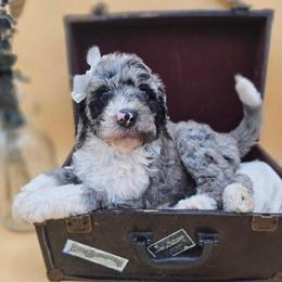 Katie - Blue merle female Sheepadoodle puppy in Willacoochee, Georgia from Kitandkboodle's Doodles