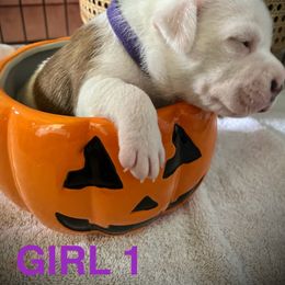 Staffordshire Bull Terrier Puppies from 1LoveStaffies-Hawaii