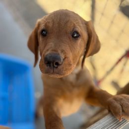 Bella - Yellow female Labrador Retriever puppy in Reno, Nevada from Nevada Labradors