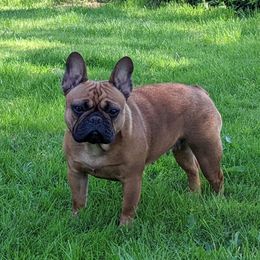 Nellie - French Bulldog