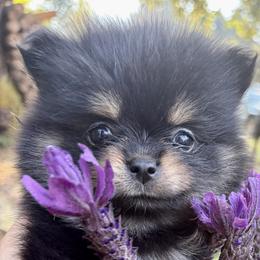 Princess Buttercup - Black and tan female Pomeranian puppy in Lake Forest Park, Washington from Tea Pup Pomeranians