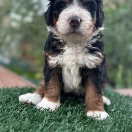 Clara Bow 🎀 - Tri-color Bernedoodle puppy in Elk Grove, California from Cali Bernedoodles